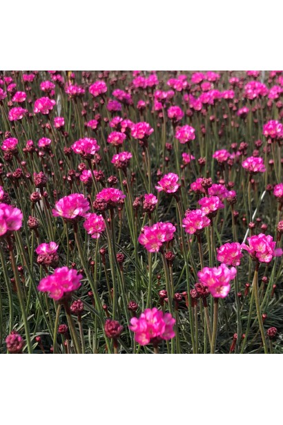 Армерія приморська Рубрифолія (чорнолиста) 